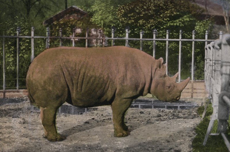 Zoológico de Colónia, Rinoceronte (foto) de Photographer German