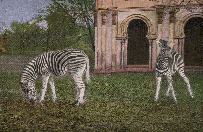 Zoológico de Colônia, Zebras (foto) de Photographer German