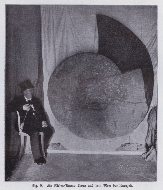 Fóssil de uma amonite gigante, criatura marinha do período Jurássico (foto a p/b) de Photographer German