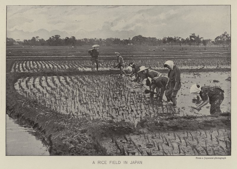 Um campo de arroz no Japão (foto a p/b) de Photographer Japanese