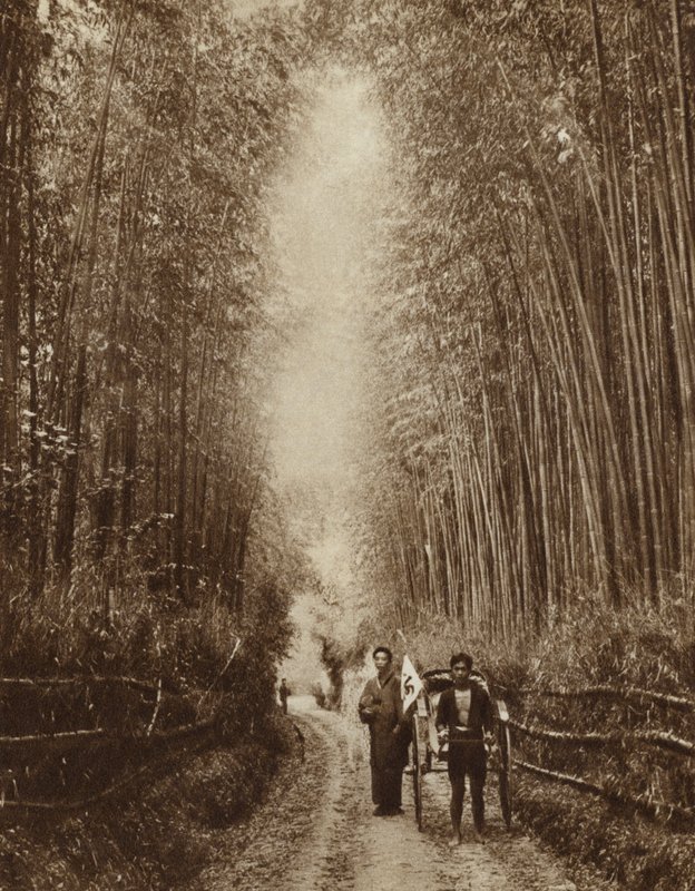 Bamboo grove, Japão (foto a p/b) de Photographer Japanese
