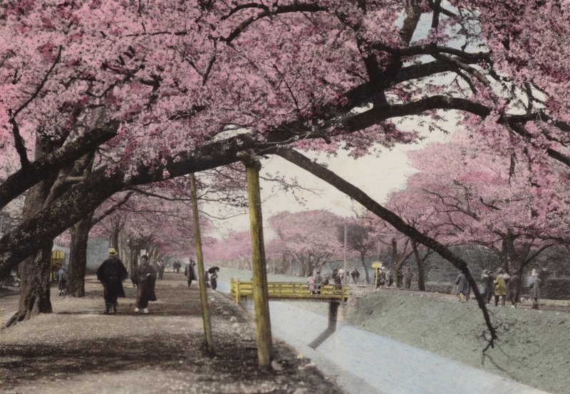 Japão, c.1912: Cherry Blossom em Koganei, perto de Tóquio (foto) de Photographer Japanese