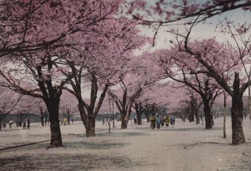 Japão, c.1912: Cherry Blossom no Parque Uyeno, Tóquio (foto) de Photographer Japanese