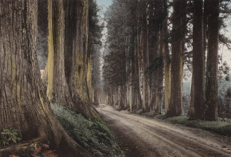 Japão, c.1912: Cryptomeria Road, Nikko (foto) de Photographer Japanese