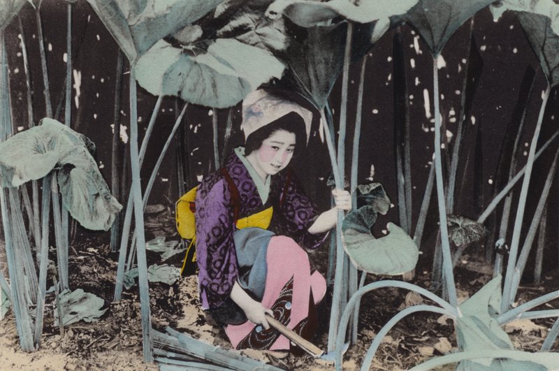 Japão, c.1912: Enormes bosques de ruibarbo, planta selvagem, Akita (foto) de Photographer Japanese