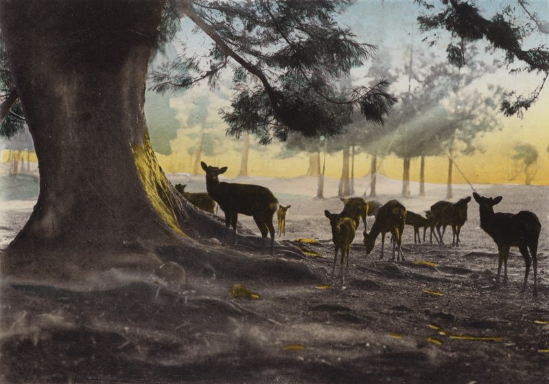 Japão, c.1912: Templo de Kasuga, com cervos domesticados por aí, Nara (foto) de Photographer Japanese