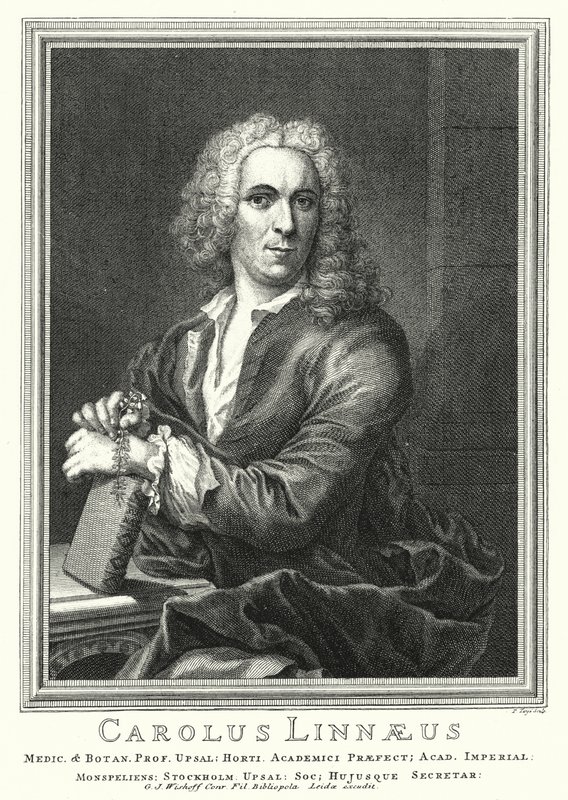 Carl Linnaeus, botânico e zoólogo sueco (gravura) de Pierre Tanje