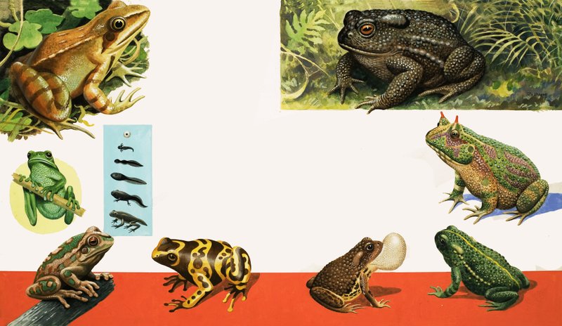 Todos os tipos de rãs e sapos de R.B. Davis