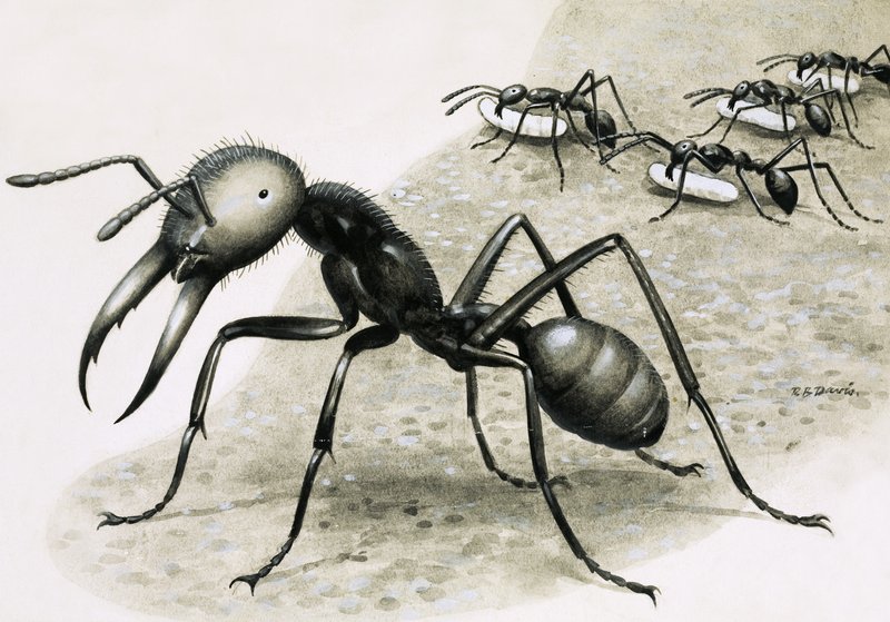 Formigas de R.B. Davis