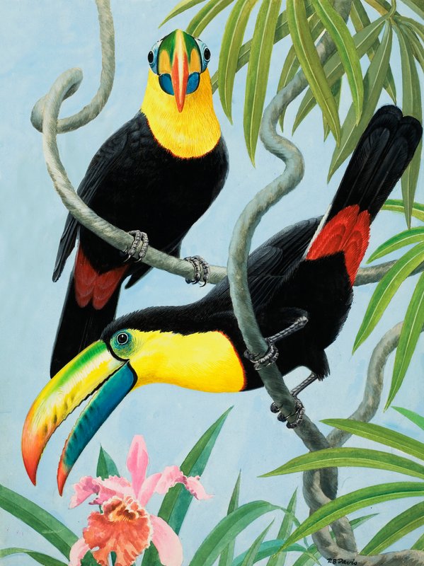 Aves de bico grande de R.B. Davis