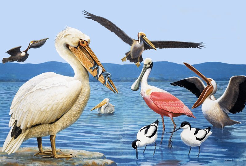 Aves com bicos estranhos de R.B. Davis