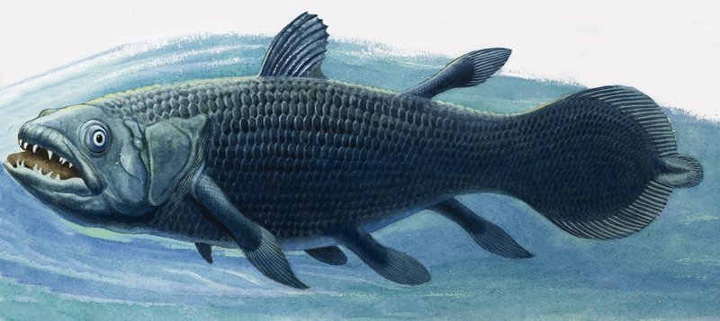 Coelacanto de R.B. Davis