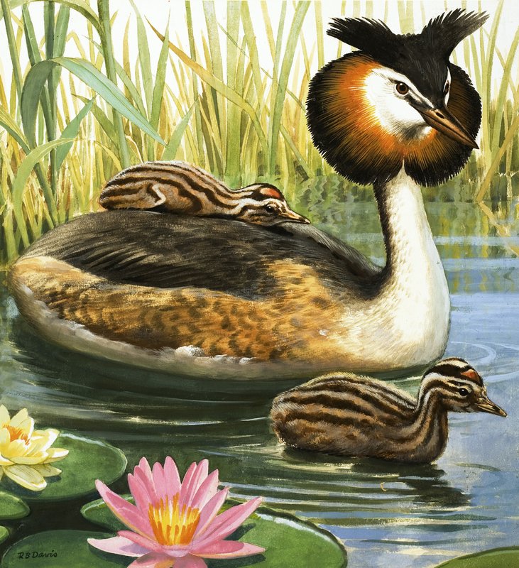 Mergulhão-de-crista de R.B. Davis