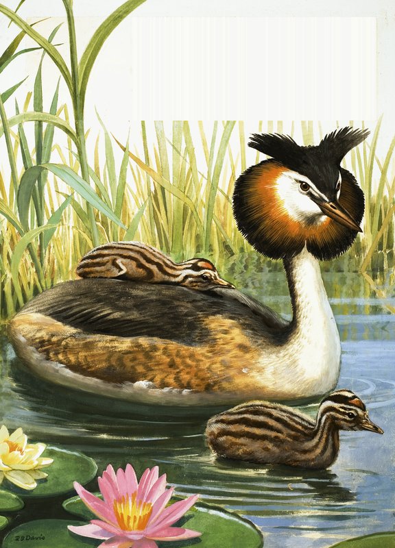 Mergulhão-de-crista de R.B. Davis