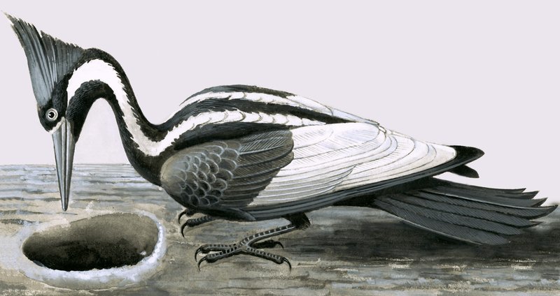 Pica-pau-bico-de-marfim de R.B. Davis