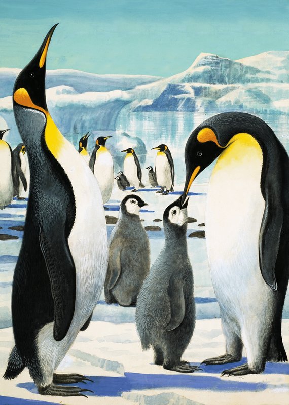 Rei Pinguim de R.B. Davis