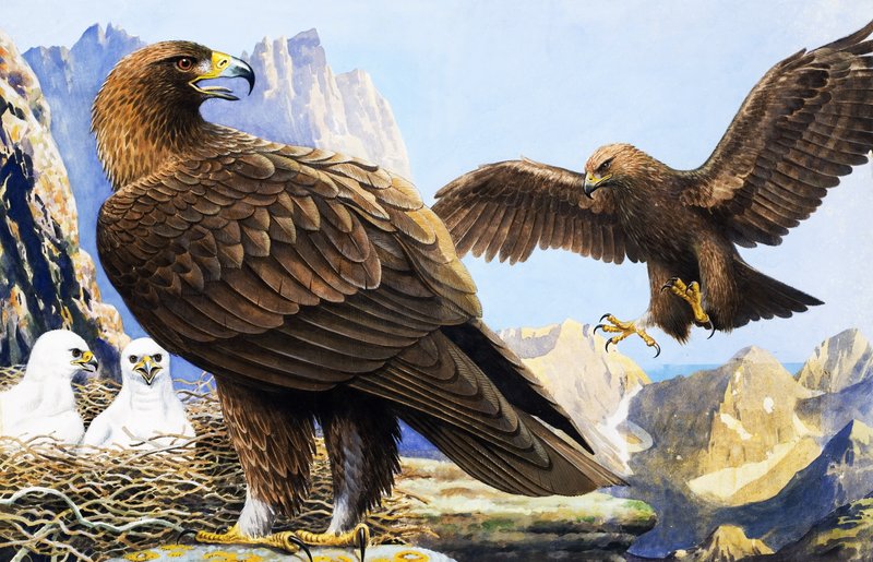 Rei dos Pássaros, de "Nature Wonderland" (País das Maravilhas da Natureza) de R.B. Davis