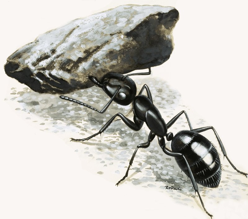 Pequenos Monstros: A Formiga Poderosa de R.B. Davis