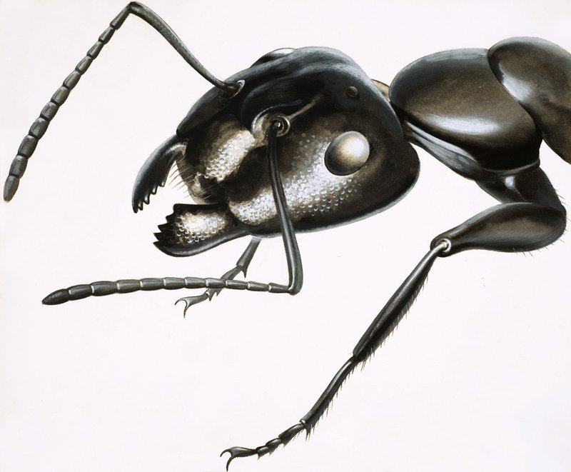 Pequenos Monstros: A Formiga Poderosa de R.B. Davis