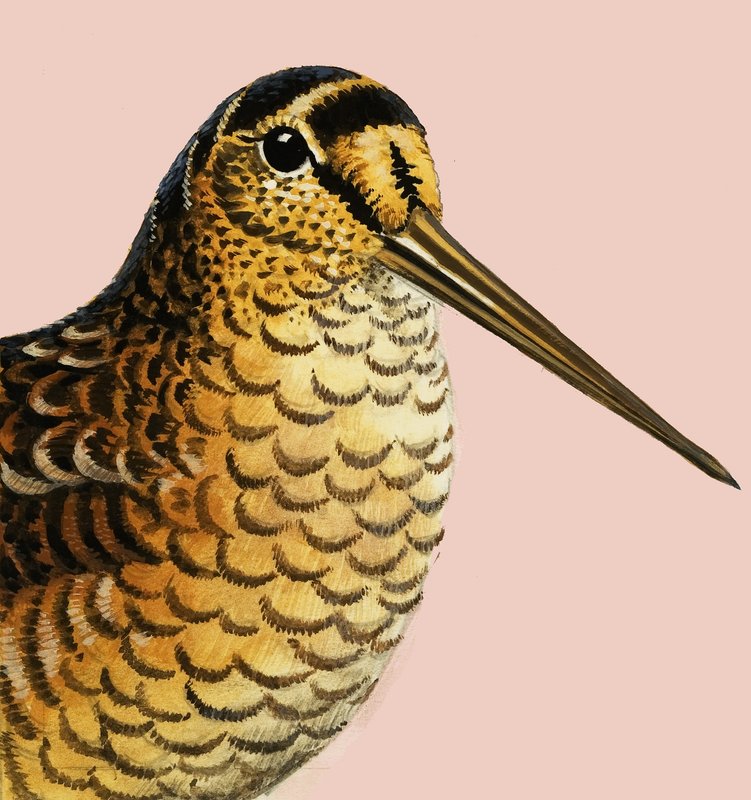Observar a natureza: A galinhola de R.B. Davis