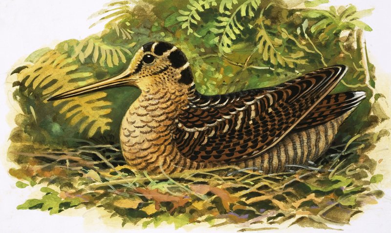 Observar a natureza: A galinhola de R.B. Davis