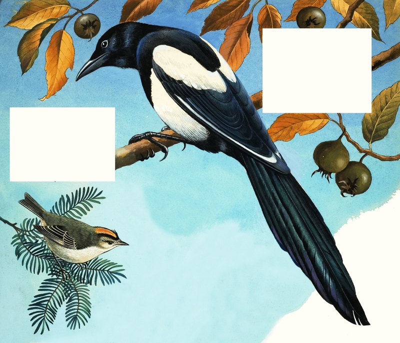 Pega e pica-pau dourado de R.B. Davis