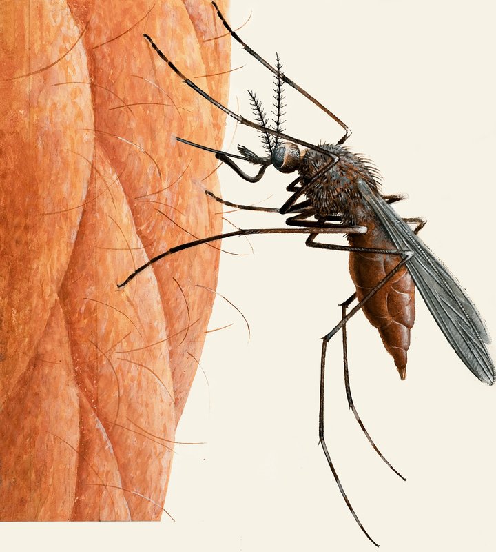 Mosquito de R.B. Davis