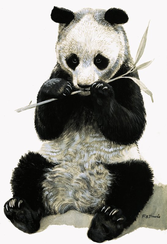 Panda de R.B. Davis
