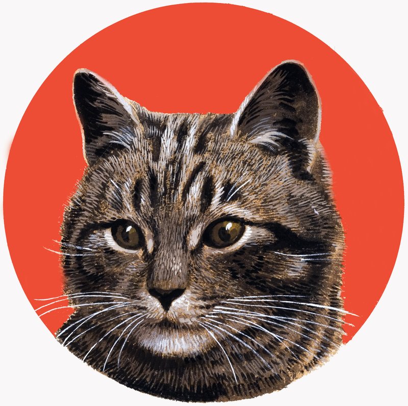 Gato malhado, de "Treasure" (Tesouro) de R.B. Davis
