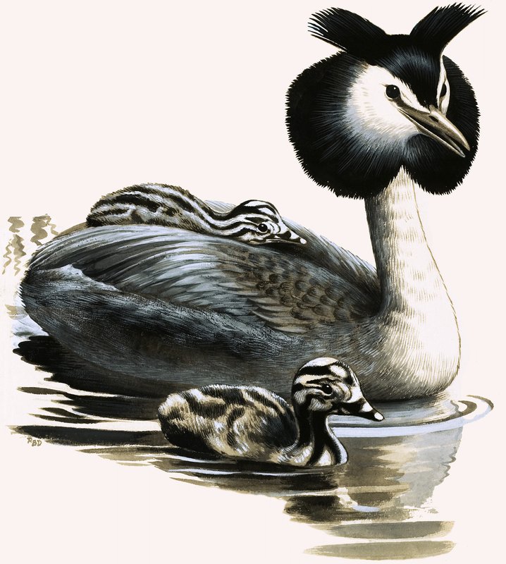 O mergulhão-de-crista de R.B. Davis