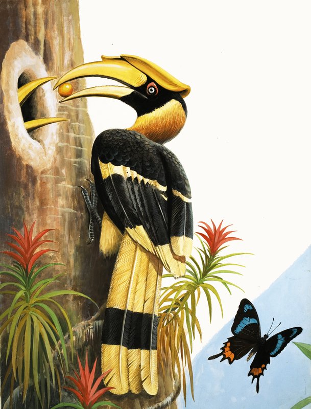 O Hornbill de R.B. Davis