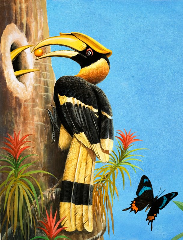 O Hornbill de R.B. Davis