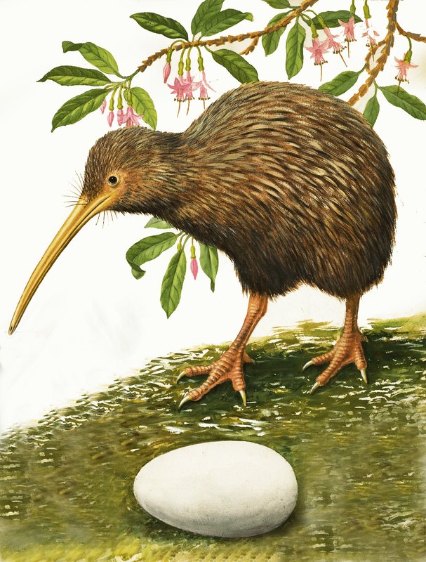 O Kiwi de R.B. Davis