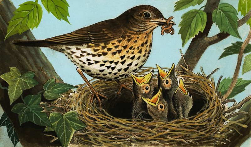 O tordo-canoro de R.B. Davis
