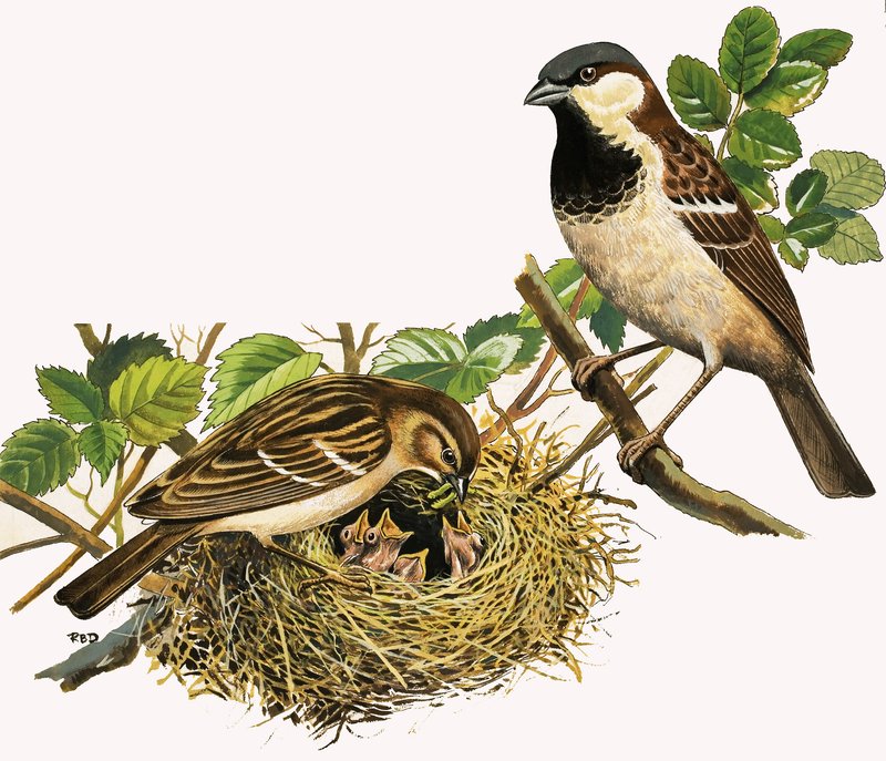 Aves não identificadas a alimentar os pintos de R.B. Davis