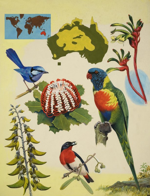 Vida selvagem da Austrália de R.B. Davis