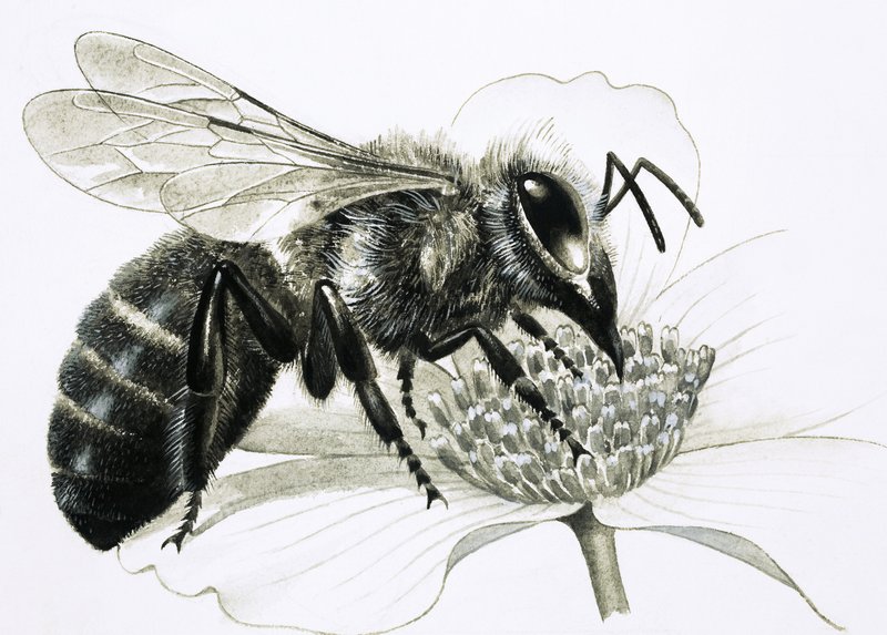 Abelha operária a recolher o néctar da flor de R.B. Davis