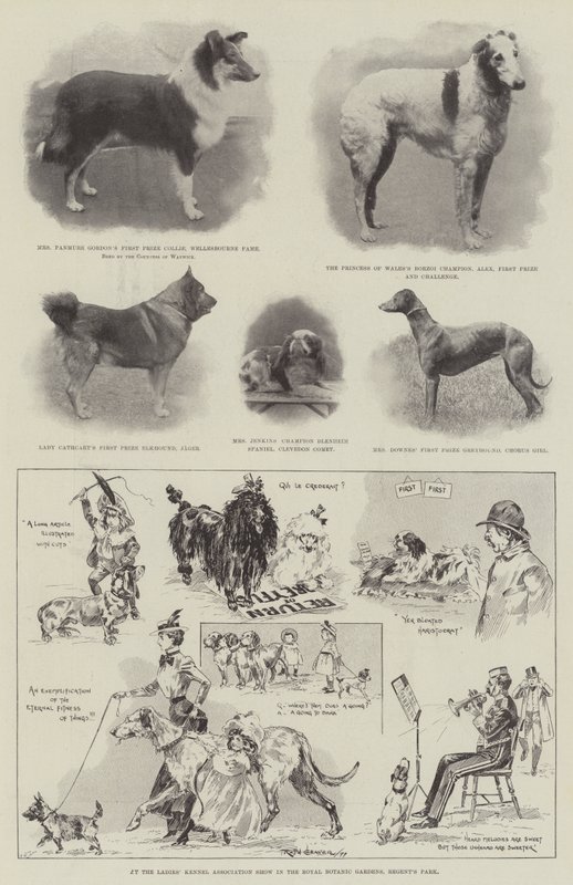 No Ladies &39;Kennel Association Show no Royal Botanic Gardens, o Regent&39;s Park de Ralph Cleaver