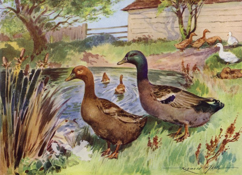 Ilustração para a Minha Quinta (cor litho) de Reginald Mills