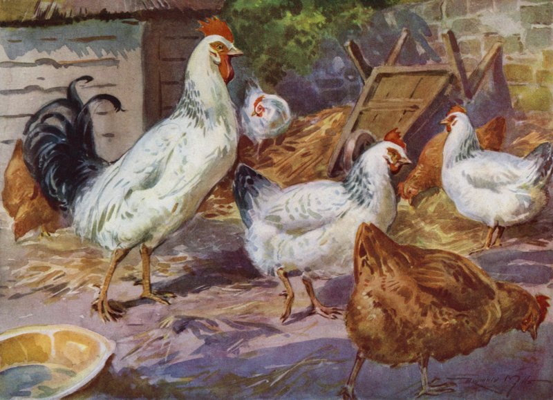 Ilustração para a Minha Quinta (cor litho) de Reginald Mills