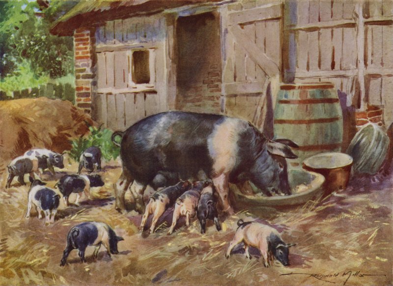 Ilustração para a Minha Quinta (cor litho) de Reginald Mills