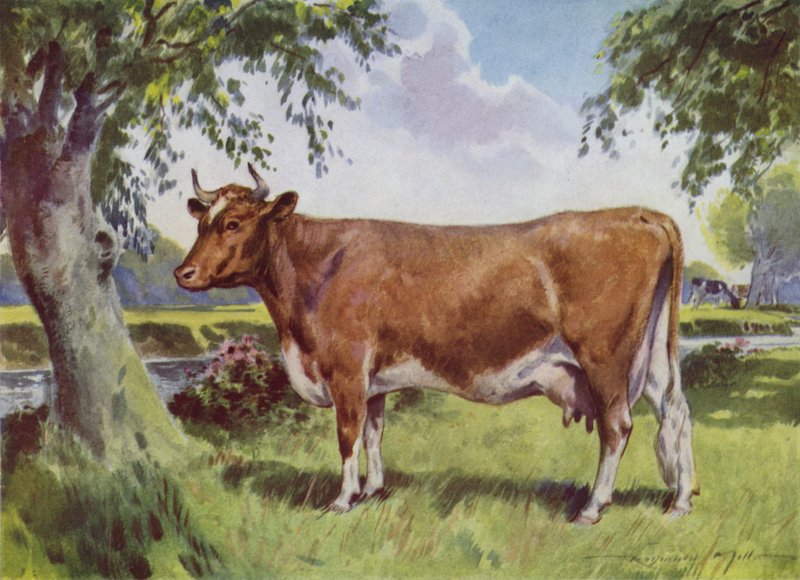 Ilustração para a Minha Quinta (cor litho) de Reginald Mills