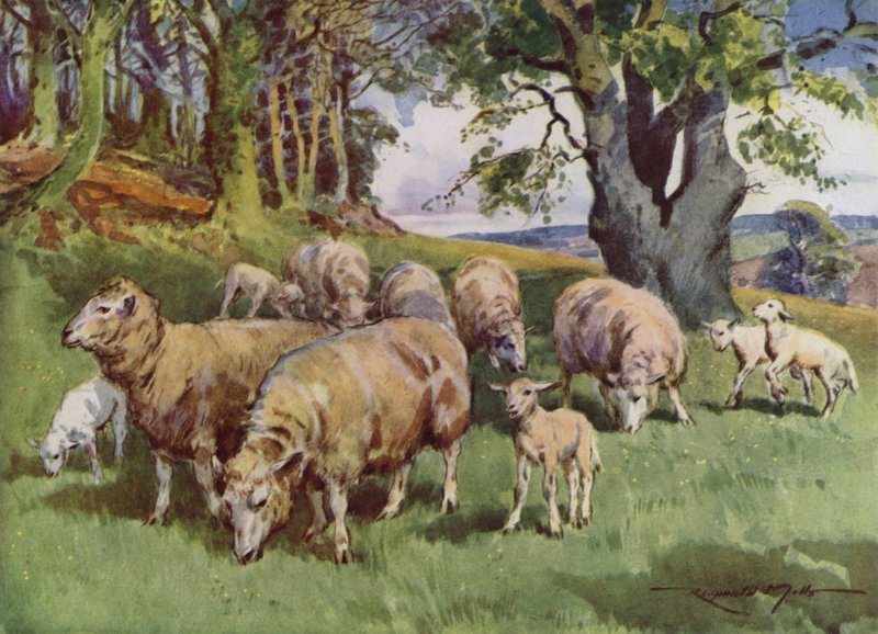 Ilustração para a Minha Quinta (cor litho) de Reginald Mills