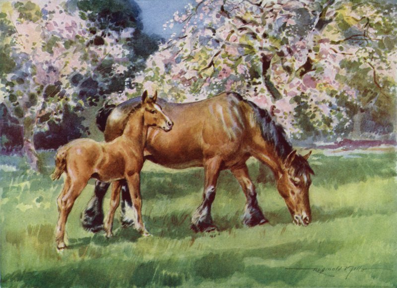Ilustração para a Minha Quinta (cor litho) de Reginald Mills