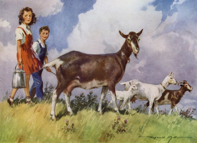 Ilustração para a Minha Quinta (cor litho) de Reginald Mills