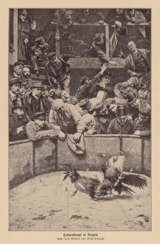 Luta de galos na Flandres (litografia) de Remy Cogghe