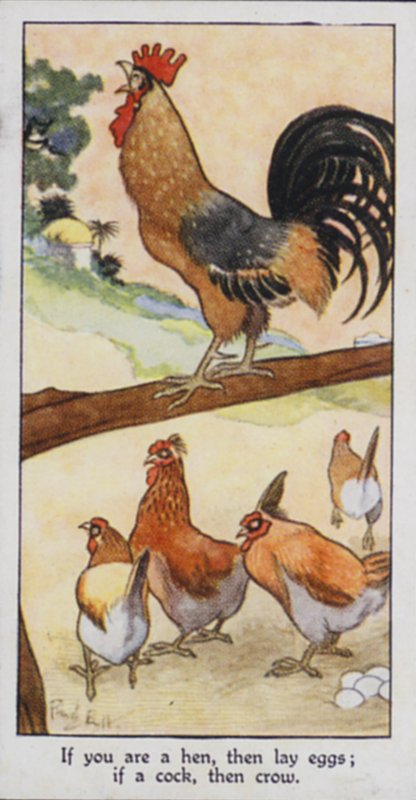 Provérbio oriental: Se você é uma galinha, então põe ovos; se é um galo, então corta (cor litho) de René Bull