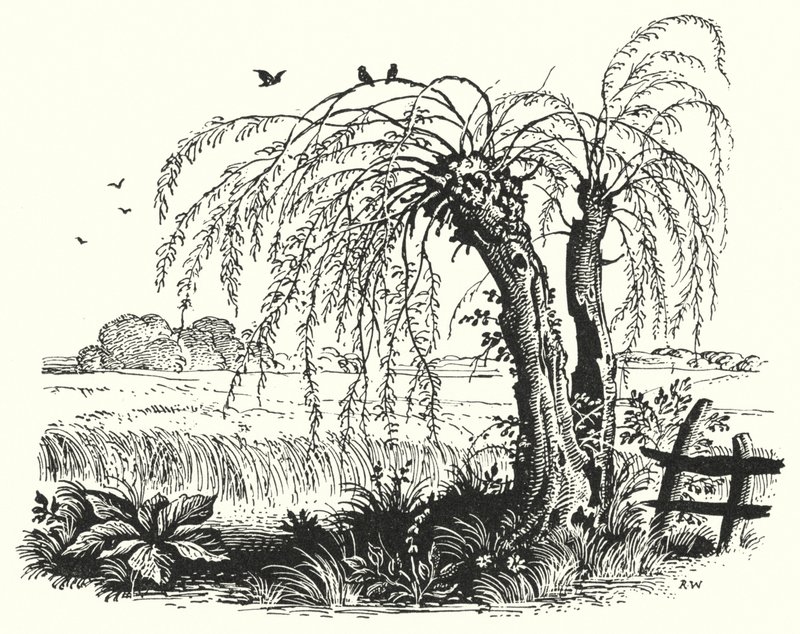 Hans Christian Andersen: O trigo sarraceno (Litho) de Rex (after) Whistler