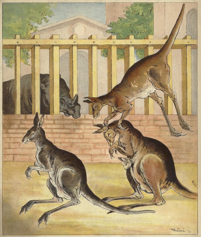 Cangurus brincando, observando o rinoceronte (cromolitho) de Richard Andre