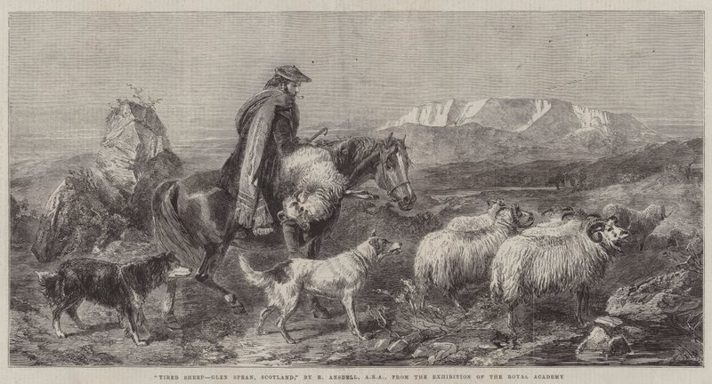 Cansado de ovelhas, Glen Spean, na Escócia, da exposição da Royal Academy de Richard Ansdell